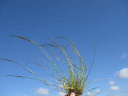 Image of smallflower lovegrass