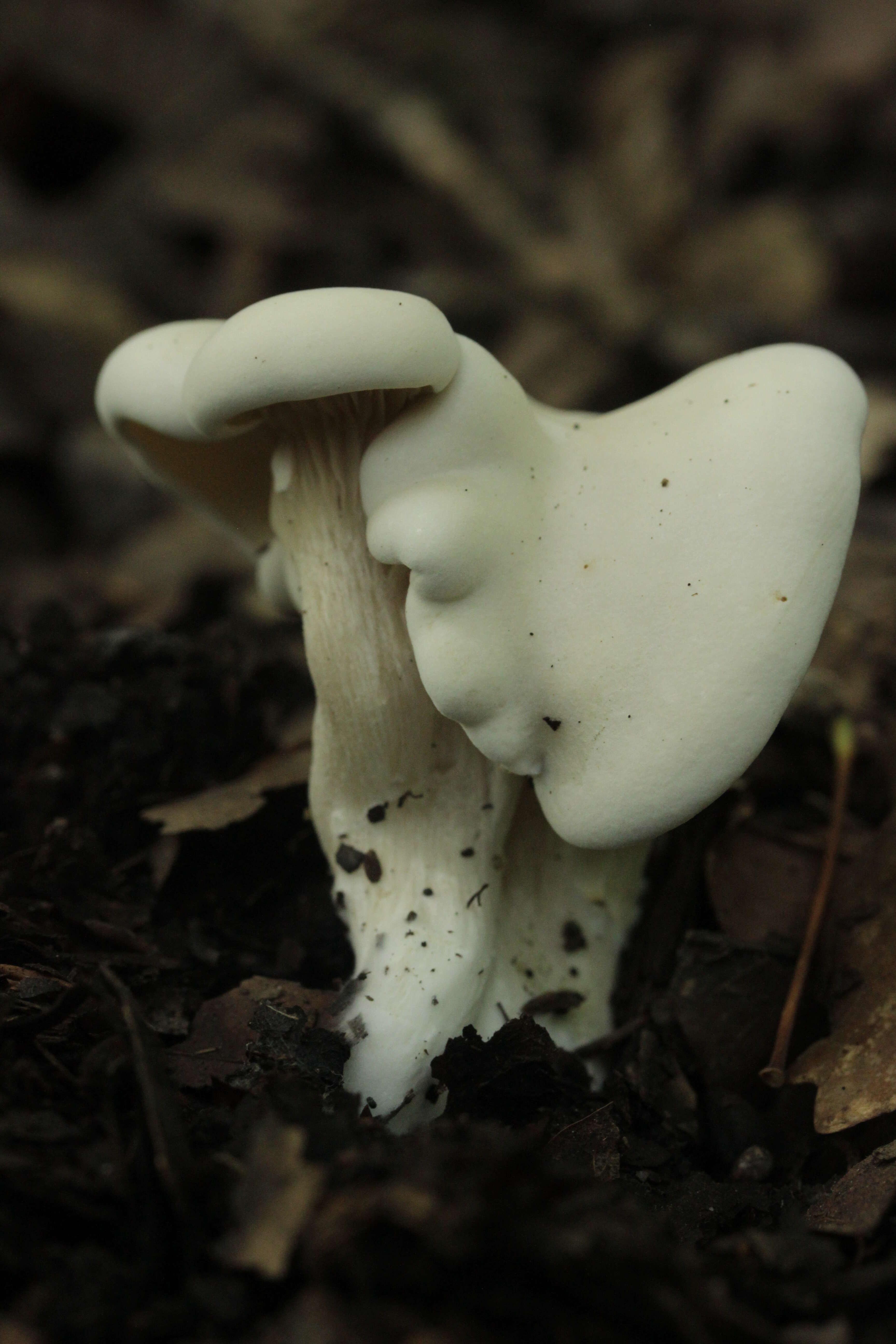 Image of Sweetbread mushroom