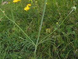 Image of glossy scabious