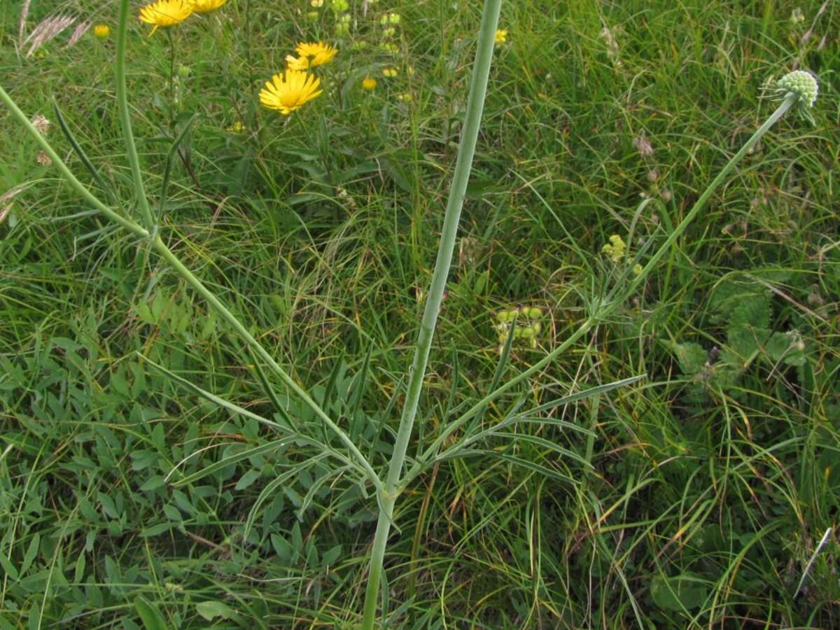 Image of glossy scabious