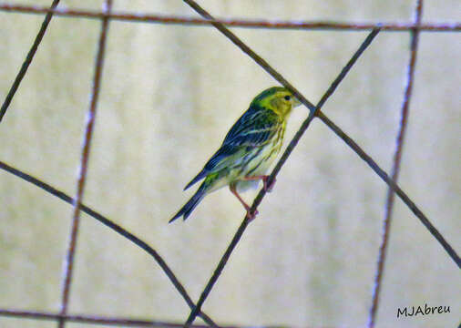 Image of serin, european serin