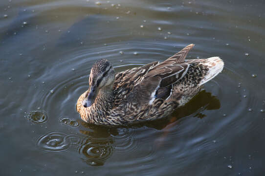 Image of Common Mallard