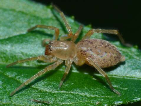 Image of sac spiders