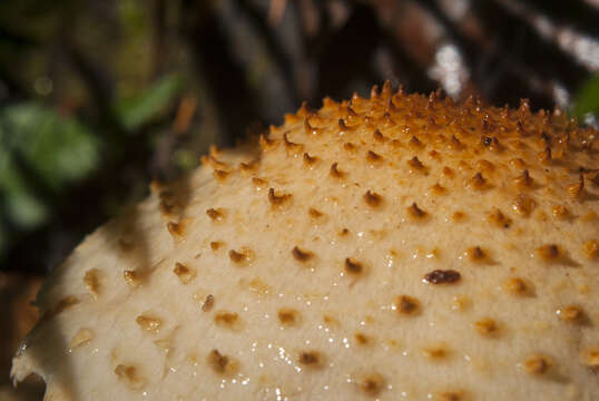 Pholiota squarrosoides (Peck) Sacc. 1887 resmi