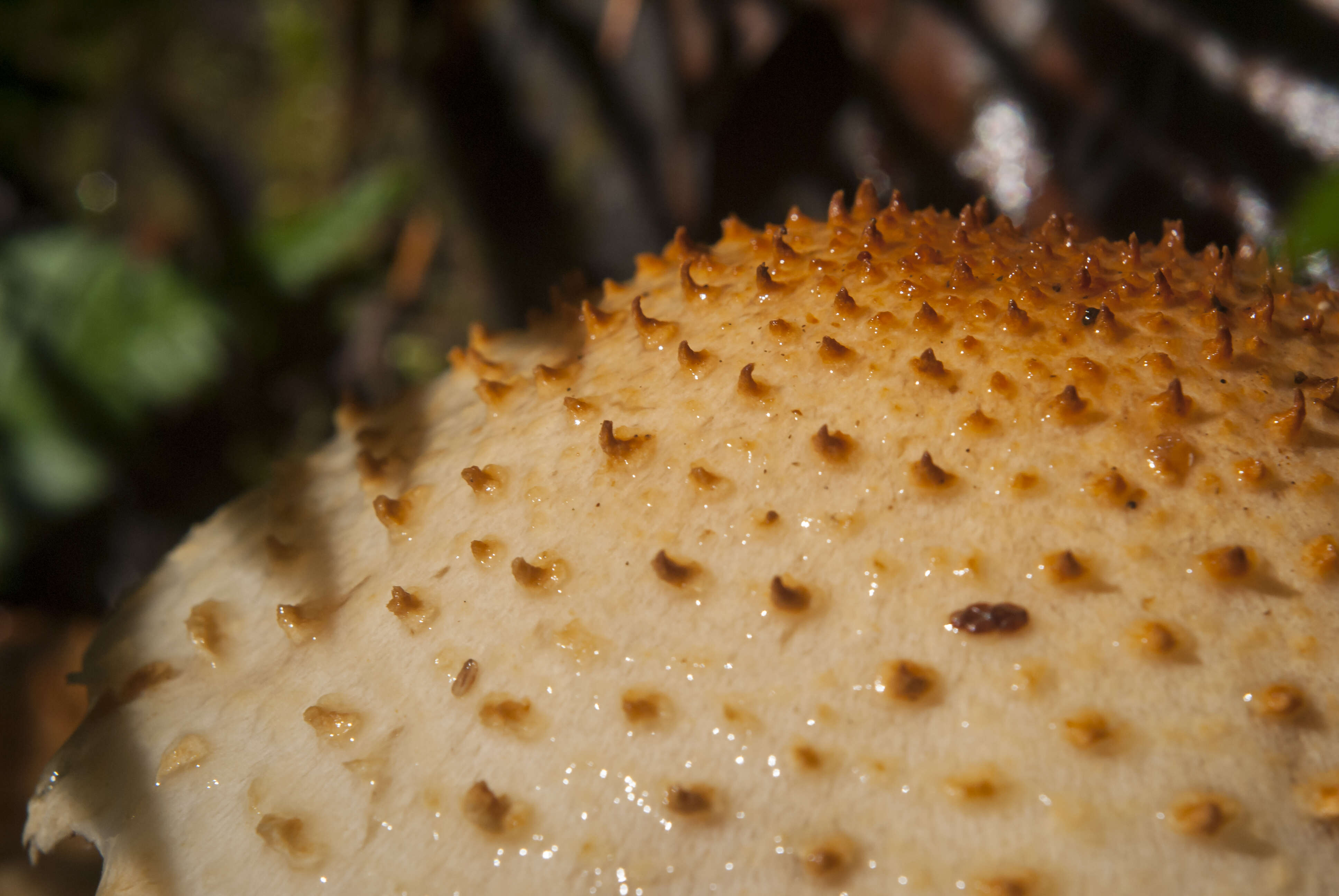 Image of Pholiota squarrosoides (Peck) Sacc. 1887