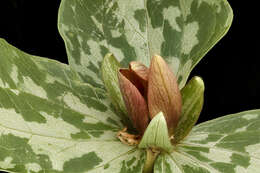 Imagem de Trillium sessile L.