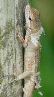 Image of Japanese Grass Lizard