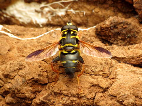 Image of Meromacrus acutus (Fabricius 1805)