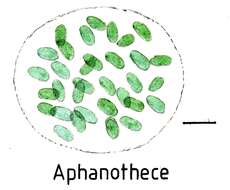 Image of Aphanothecaceae