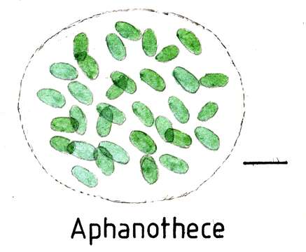 Image of Aphanothecaceae