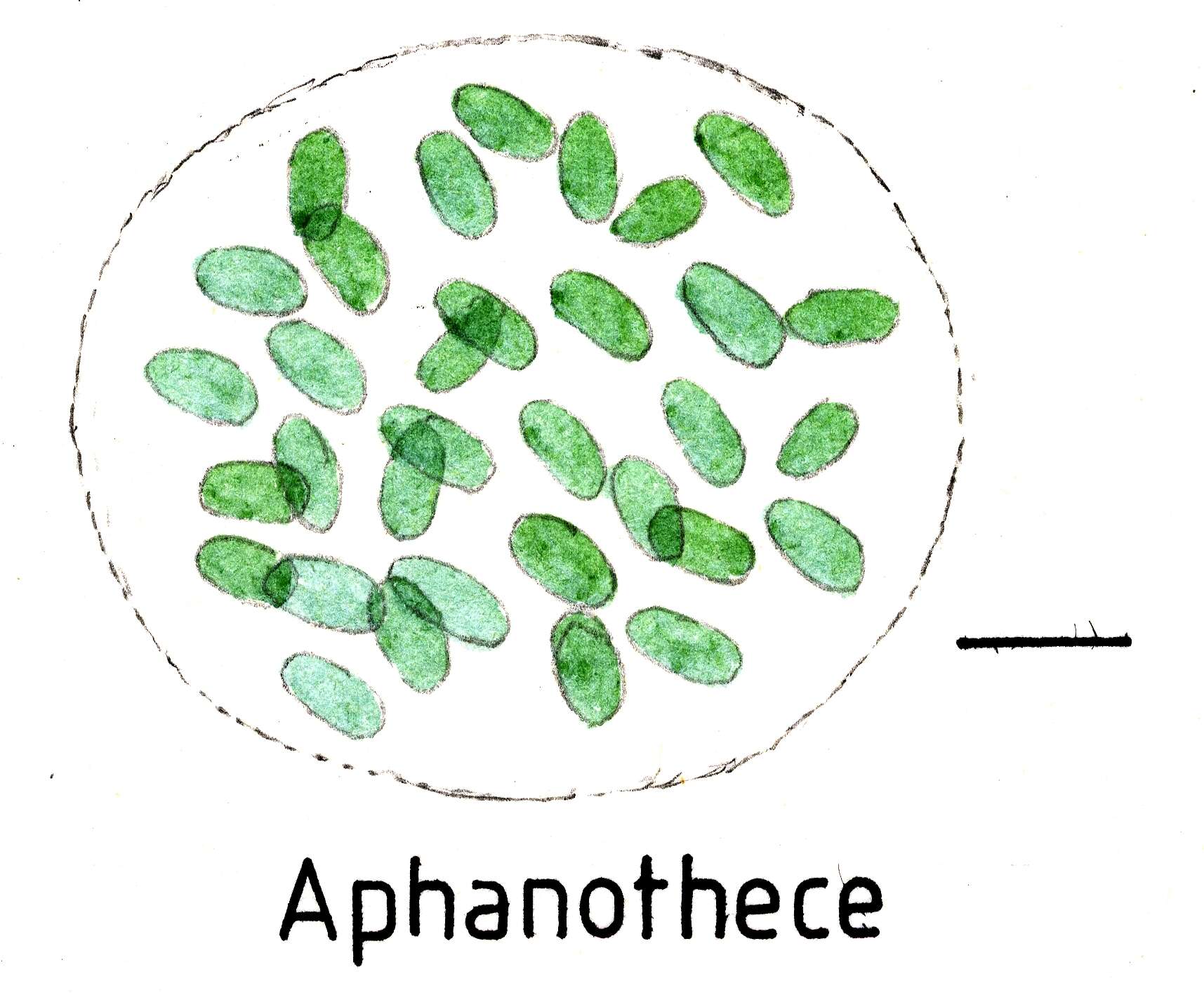 Image of Aphanothecaceae