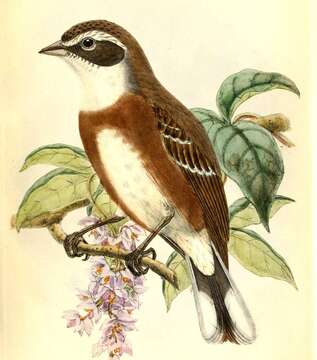 Image of Bolivian Warbling Finch