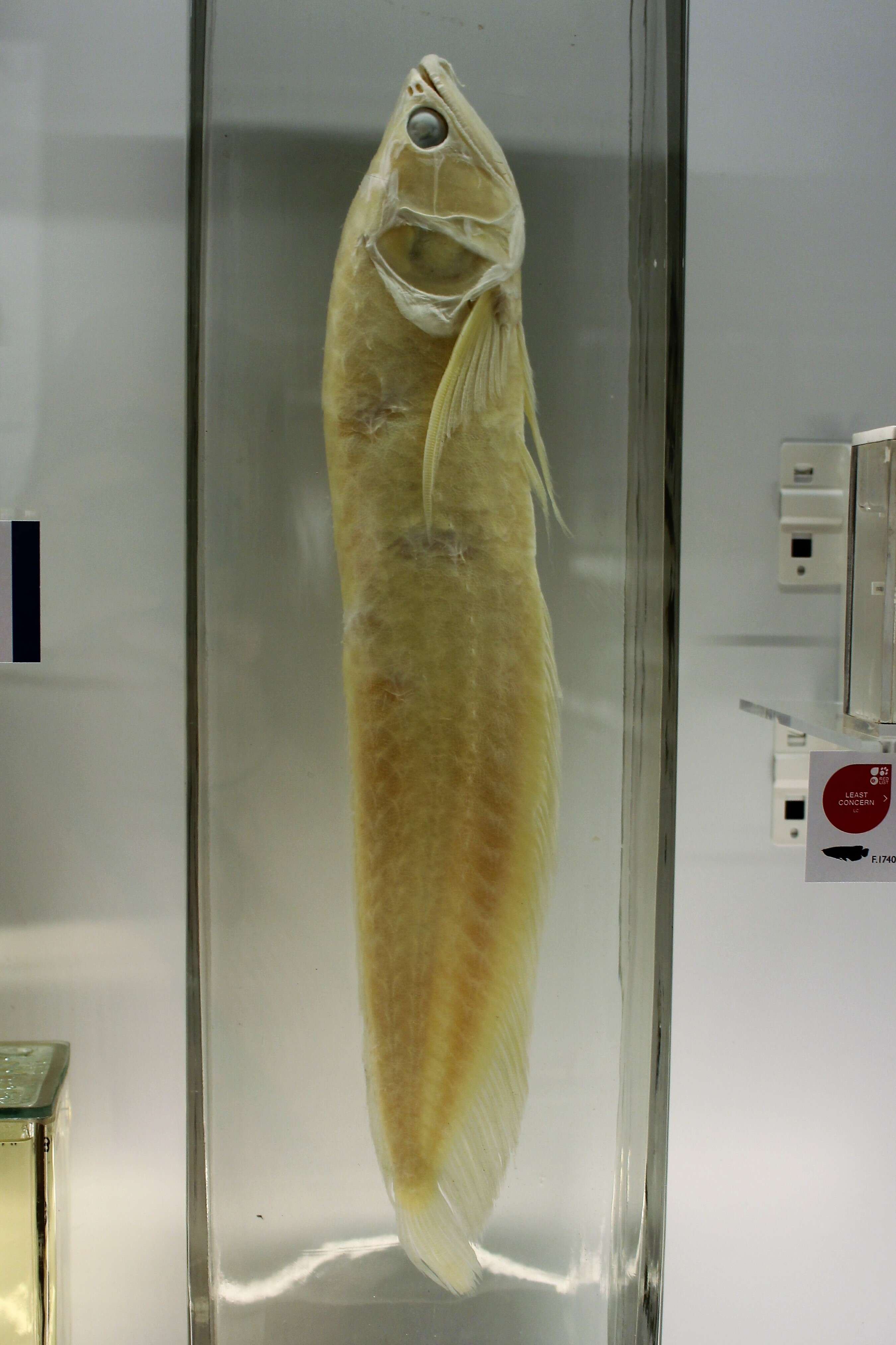 Image of silver arowana