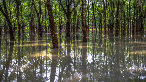 Image of Para rubber tree