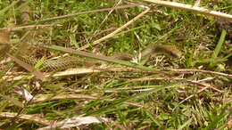 Philodryas patagoniensis (Girard 1858) resmi