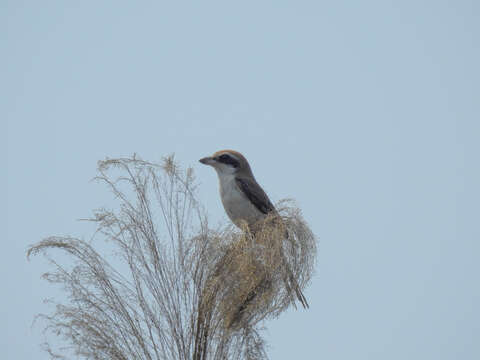 Image of Brown Shrike