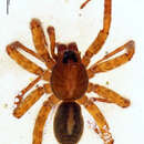 Image of Anoteropsis cantuaria Vink 2002