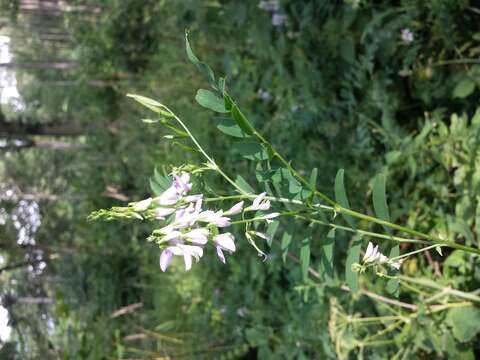 Image of Goat's rue