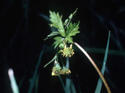 Image of spring avens