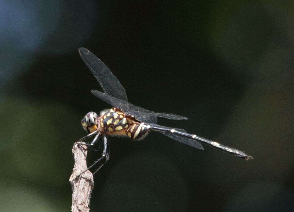 Image of Bottletail