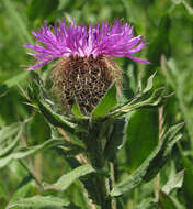 Centaurea nervosa Willd. resmi