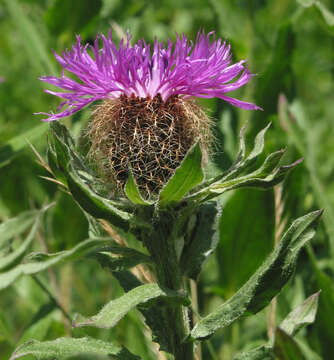 Centaurea nervosa Willd. resmi