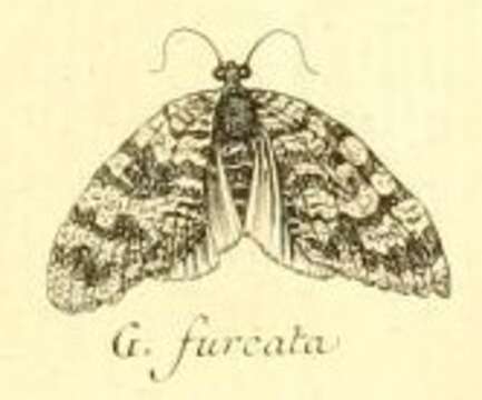 Image of Hydriomena furculoides Barnes & McDunnough 1917