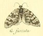 Image of Hydriomena furculoides Barnes & McDunnough 1917