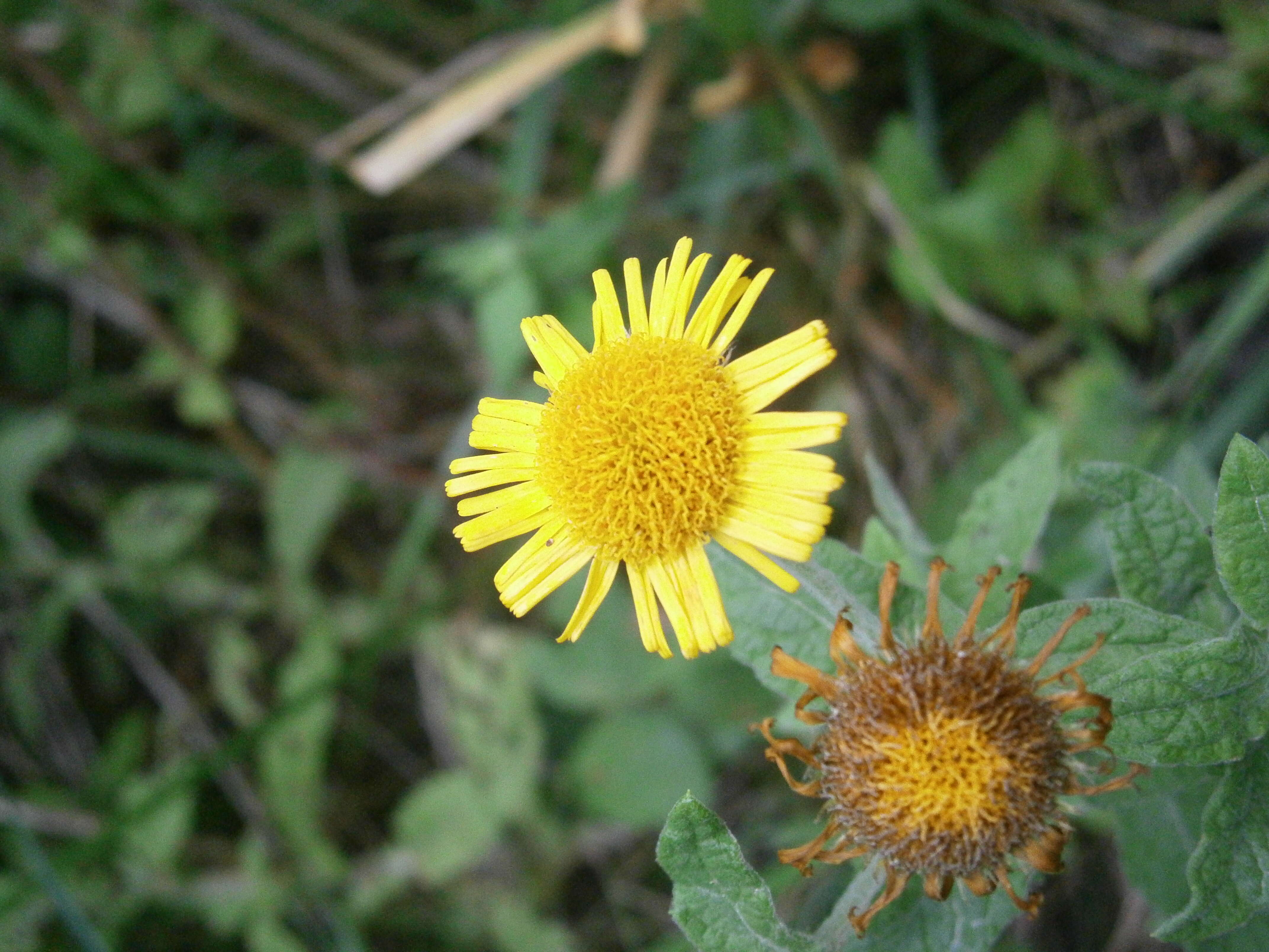 Image of common fleabane