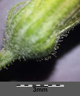 Image of smooth hawksbeard