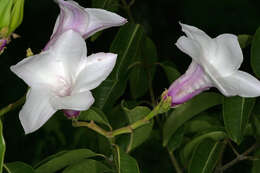 Image of Palay rubbervine