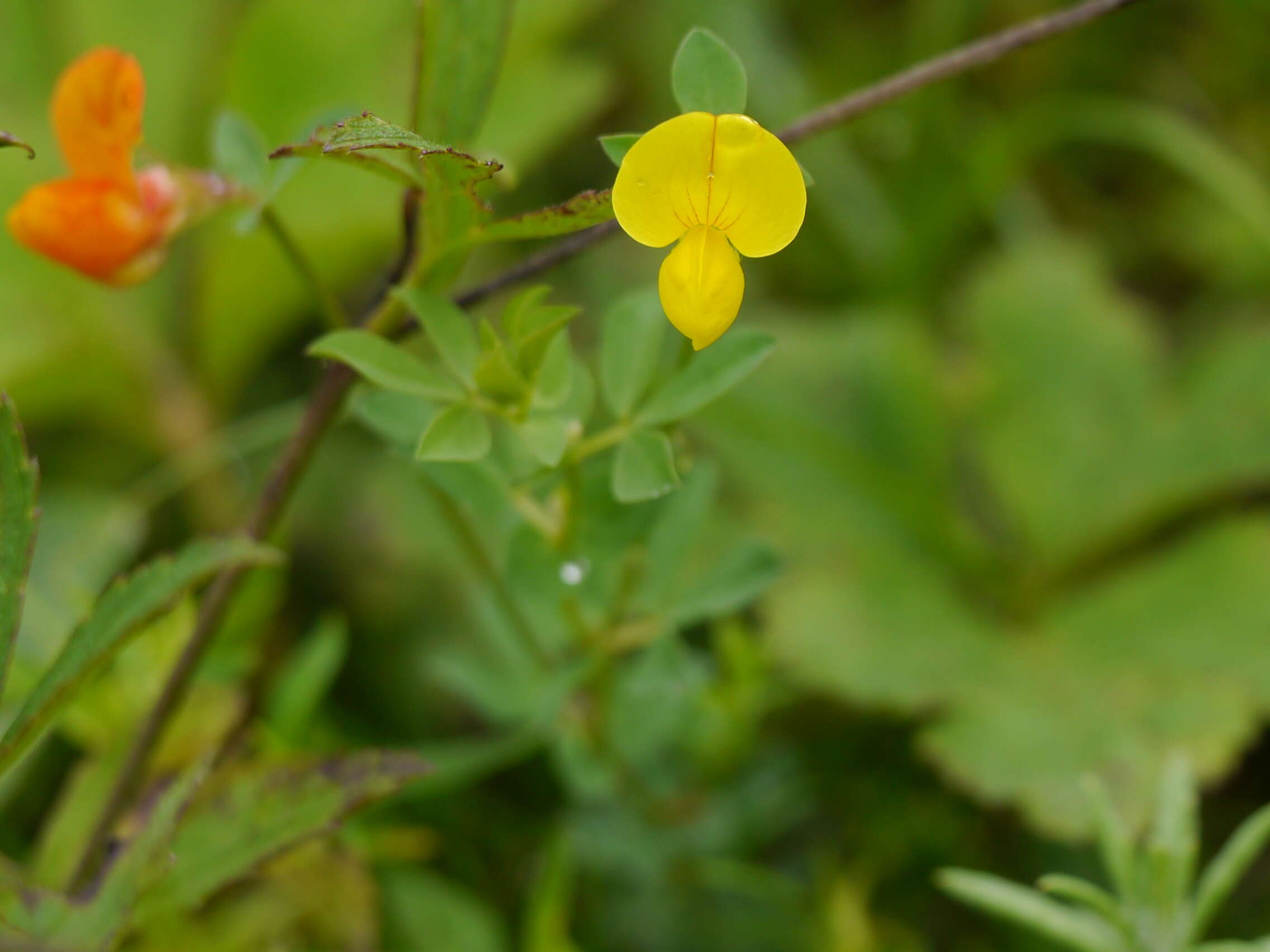 Image of Common Bird's-foot-trefoil