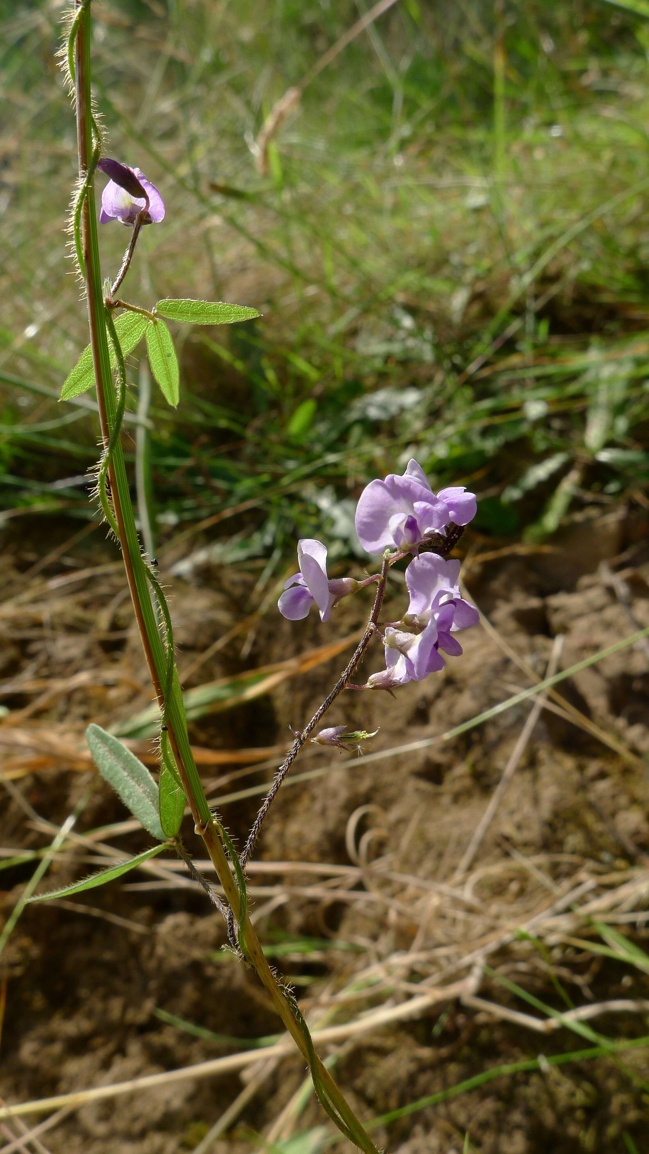 Imagem de Glycine microphylla Tindale