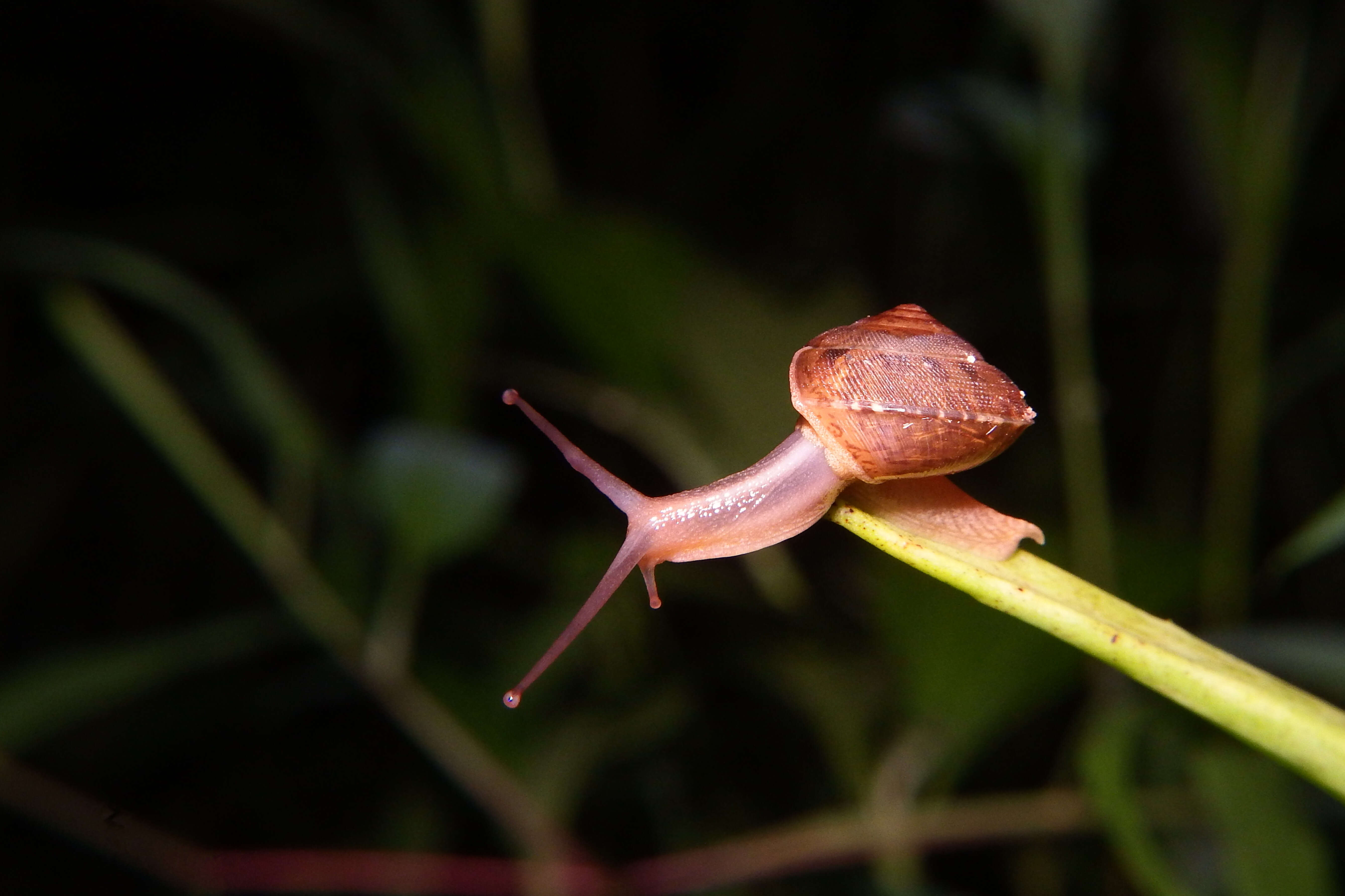 Image de Euplecta C. Semper 1870