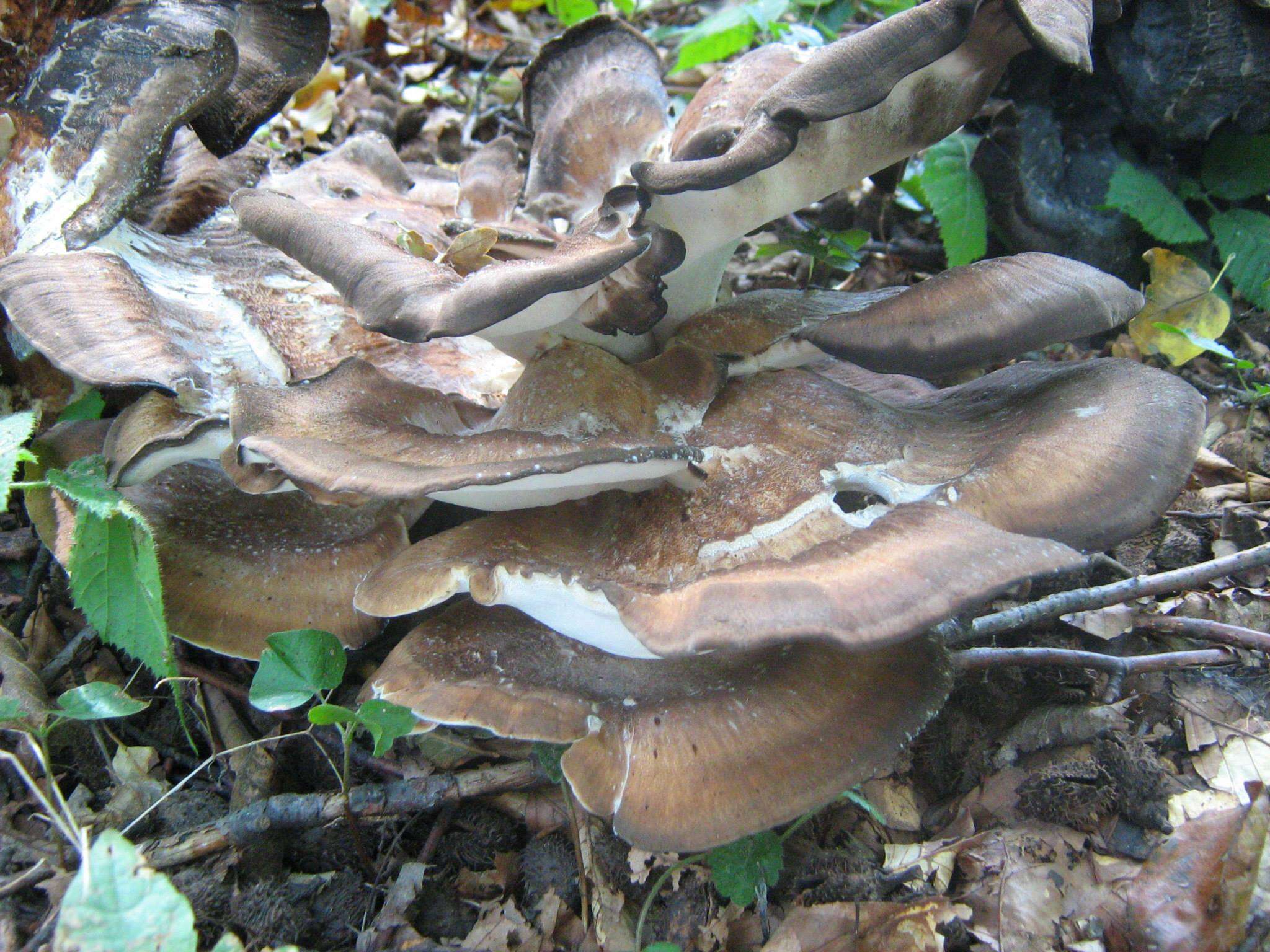 Image de Polypore géant