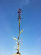 Image of stalked bur grass