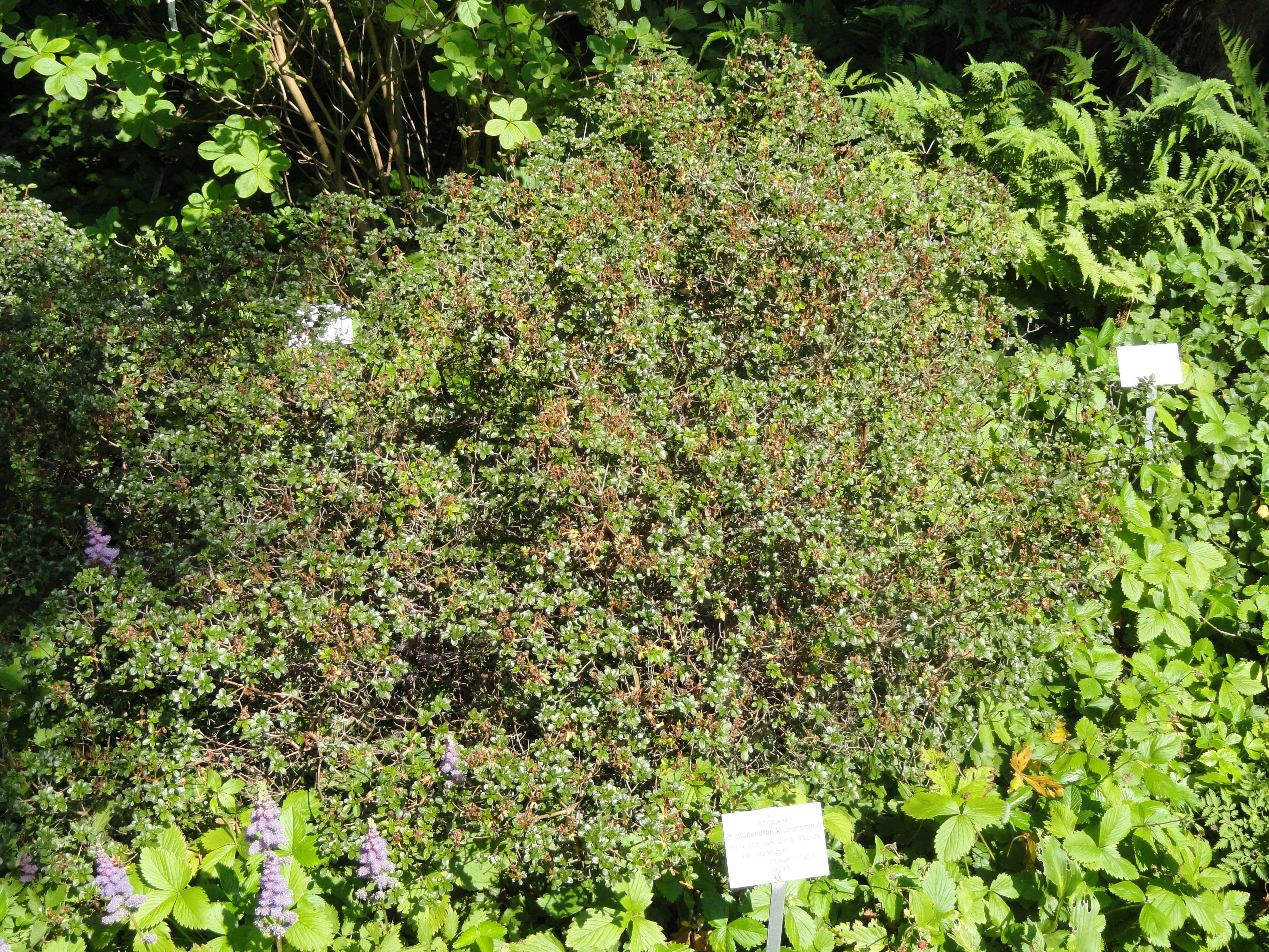 Image of Rhododendron kiusianum Makino