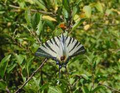 Image of Iphiclides