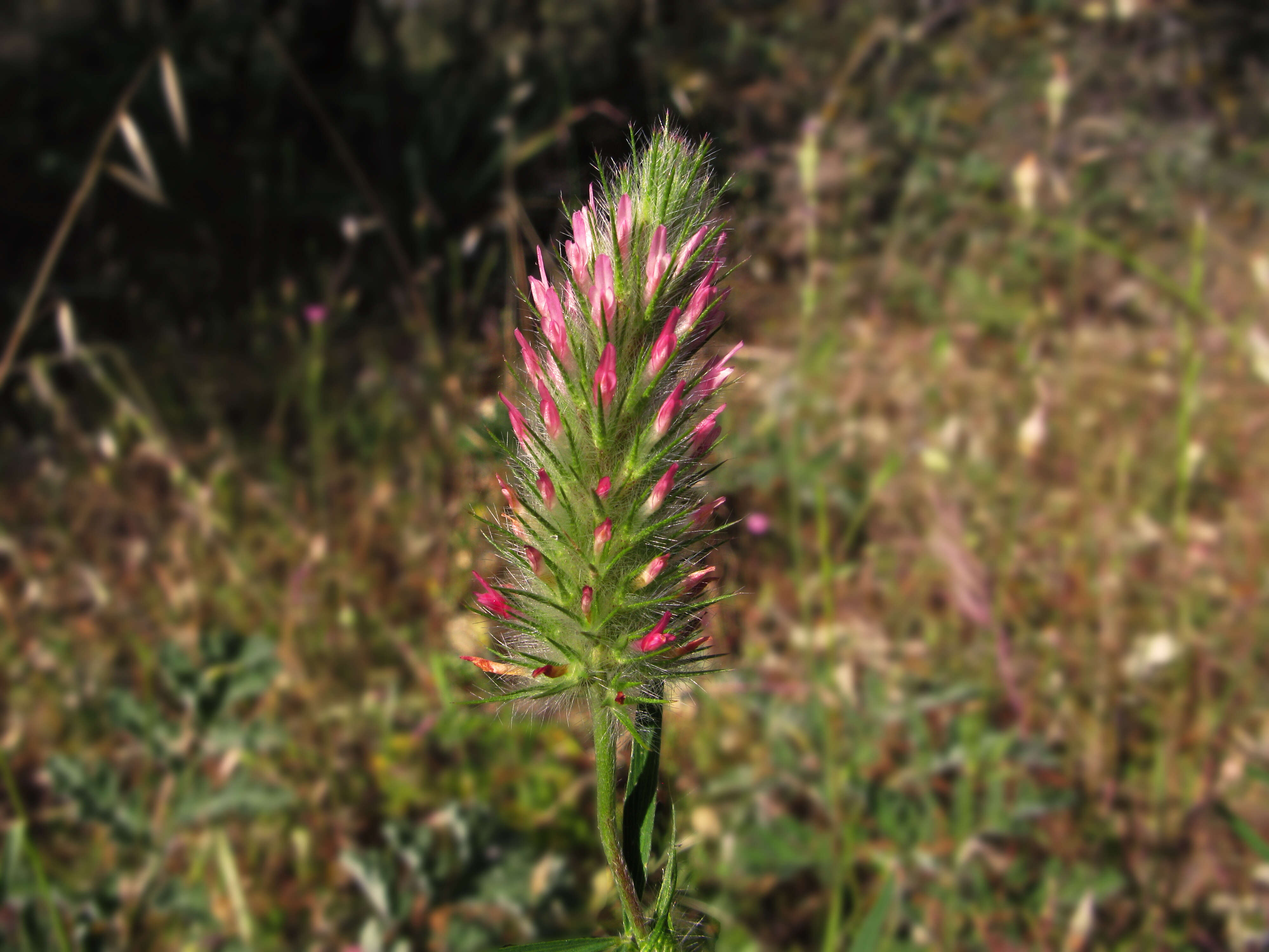 Image of Red Trefoil