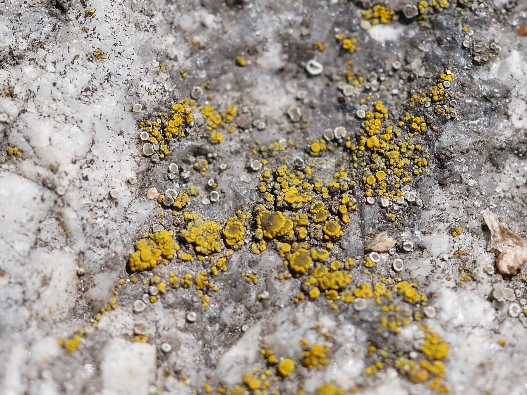 Image of eggyolk lichen