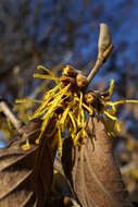 Image of Chinese witch hazel