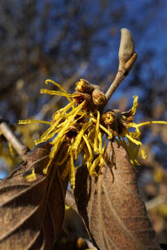 Image of Chinese witch hazel