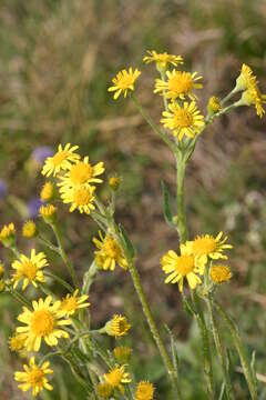 Image of field fleawort