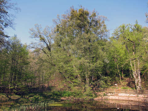 Image of European mistletoe