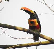 Image of Fiery-billed Aracari