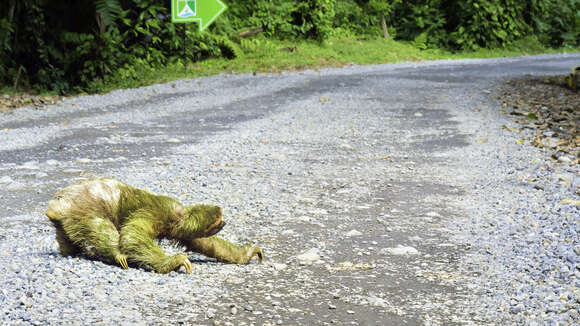 Image of Brown-throated Three-toed Sloth