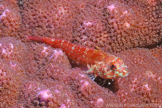 Image of Black-throated Triplefin