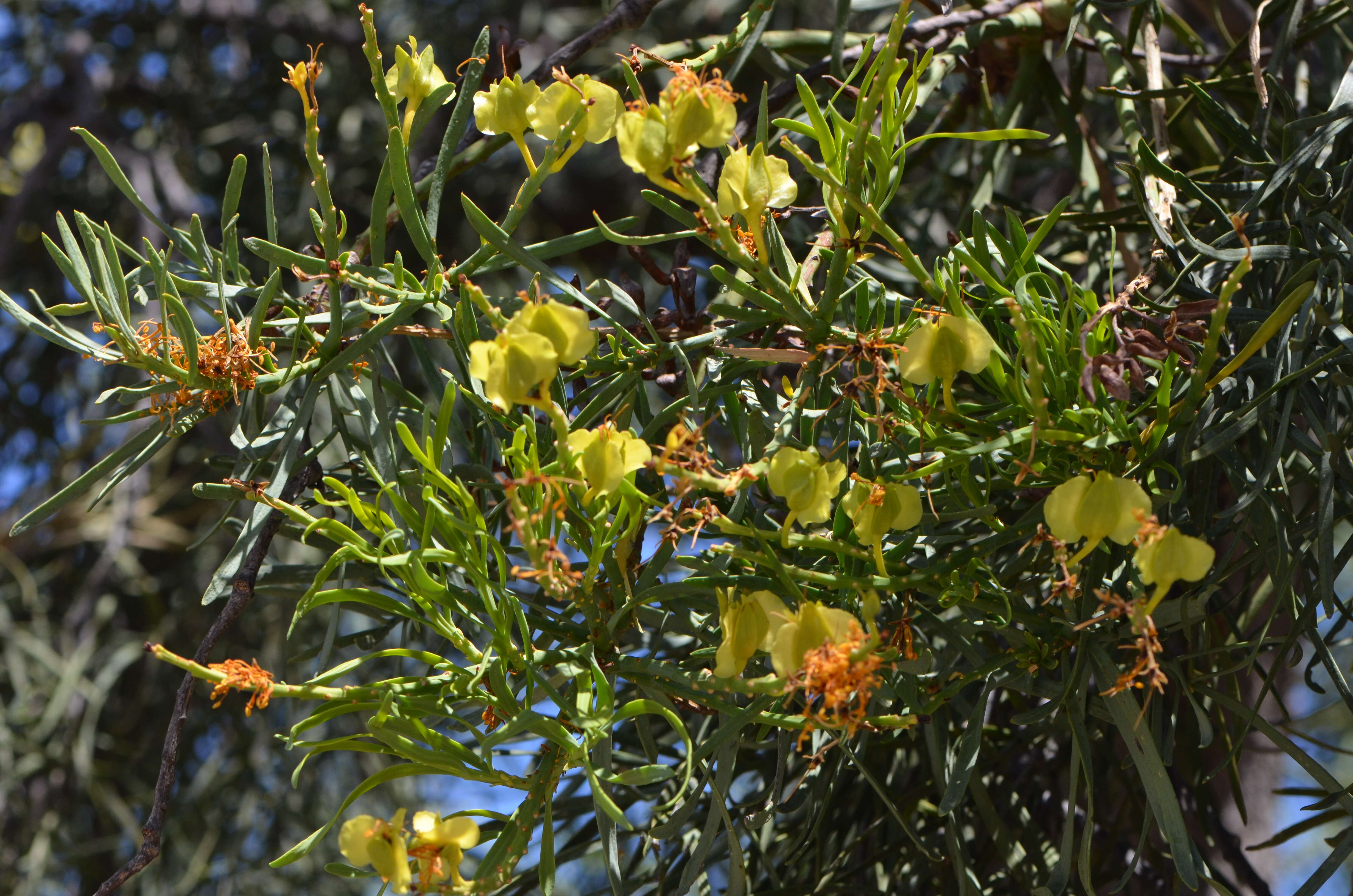 صورة Nuytsia