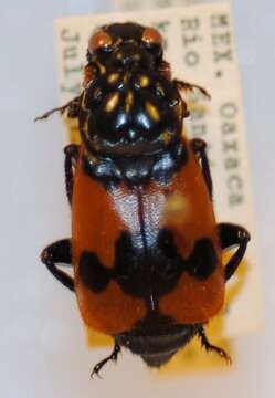 Image of Nicrophorus (Nicrophorus) olidus (Matthews & A. 1887)