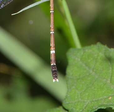 Image of Platylestes platystylus (Rambur 1842)